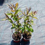 Flox metlinatý (Phlox paniculata) ´SWEET SUMMER DREAM’® - kont. C1,5L